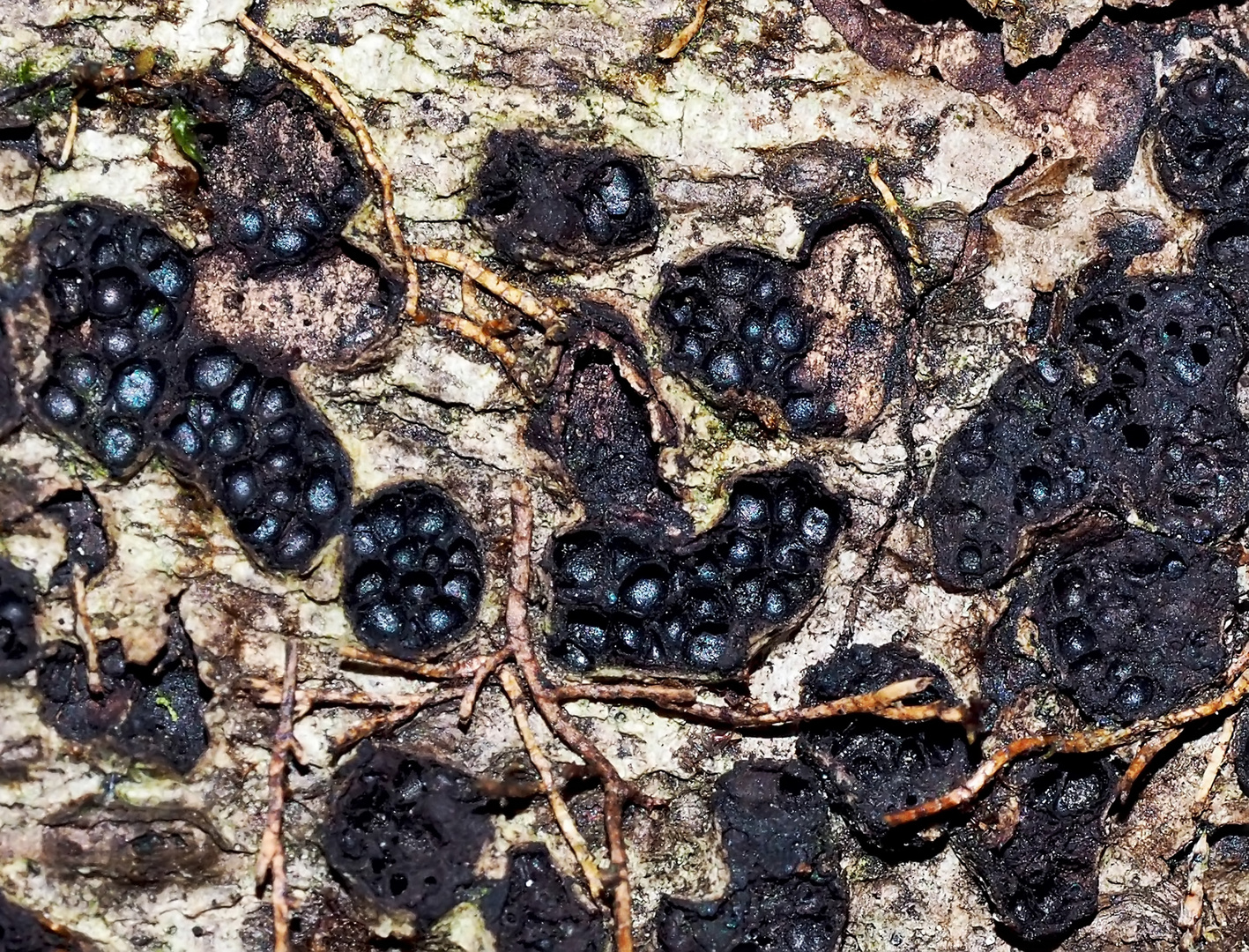 Blasige Eckenscheibchen (Diatrype bullata) auf einem Buchenstamm? *