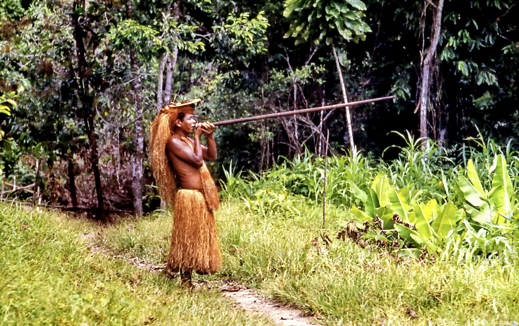 Blasrohrjäger am Amazonas.
