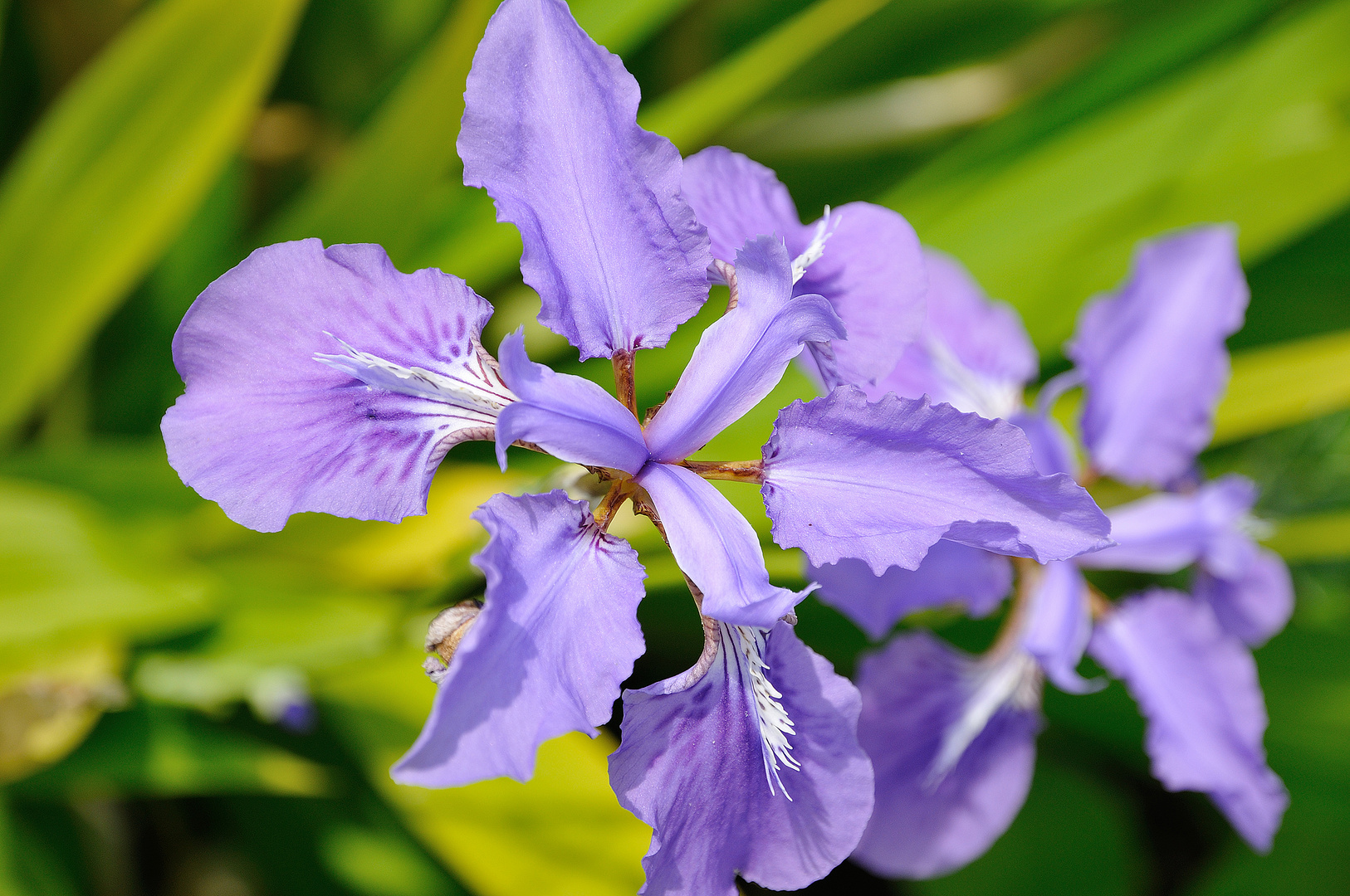 Blassblaue Iris