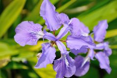 Blassblaue Iris