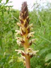 Blassblütige Distel-Sommerwurz (Orobanche reticulata ssp. pallidiflora) im Hoppecketal bei Brilon