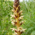 Blassblütige Distel-Sommerwurz (Orobanche reticulata ssp. pallidiflora) im Hoppecketal bei Brilon