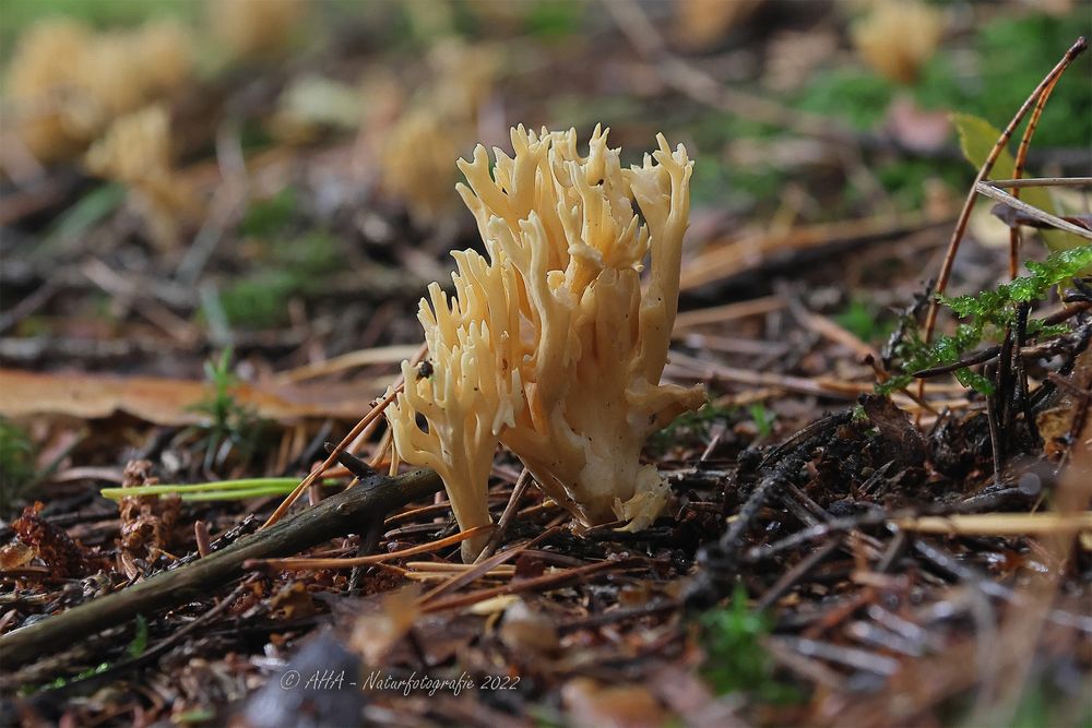 Blasse Koralle (Ramaria mairei)