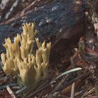 Blasse Koralle (Ramaria pallida)?