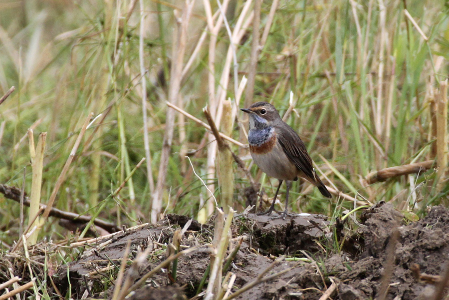 Blasser Blaumann