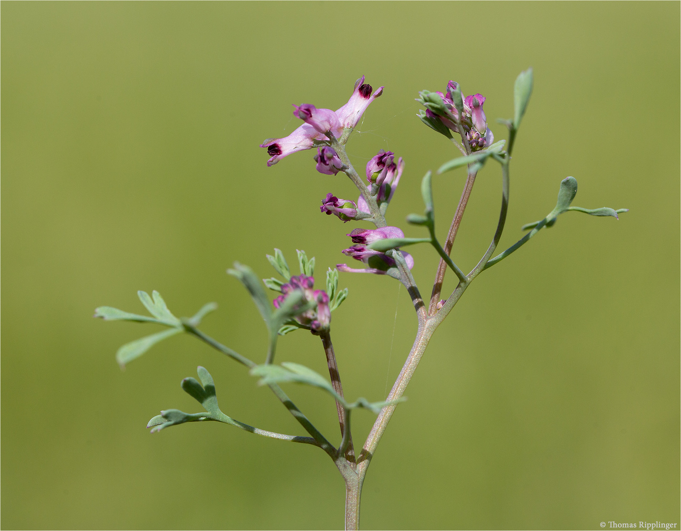 Blasser Erdrauch (Fumaria vaillantii) .