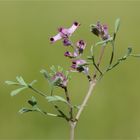 Blasser Erdrauch (Fumaria vaillantii) .