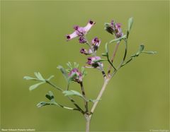 Blasser Erdrauch (Fumaria vaillantii)