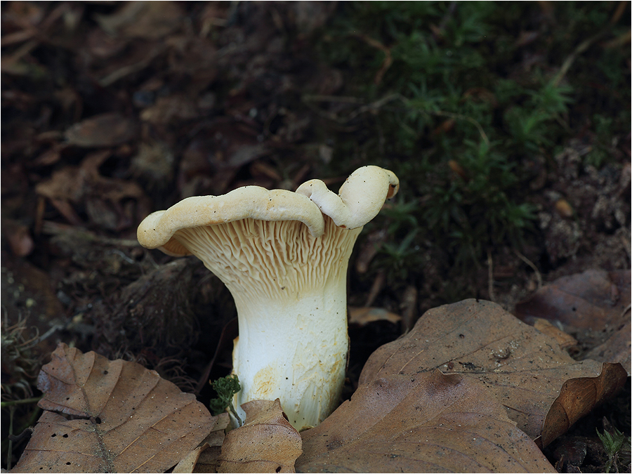 Blasser Laubwaldpfifferling (Cantharellus pallens)