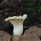 Blasser Laubwaldpfifferling (Cantharellus pallens)