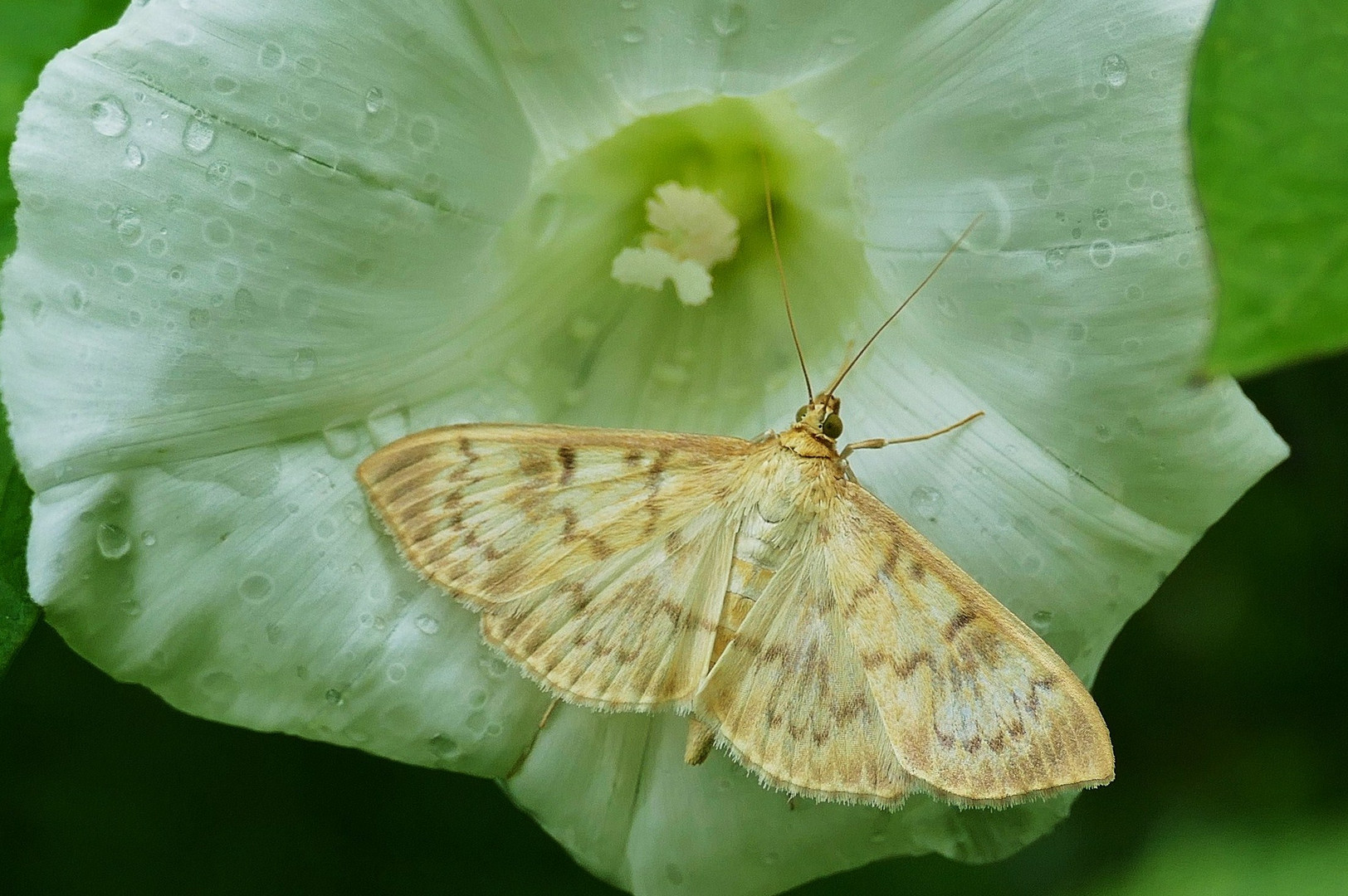 Blasser Nesselzünsler 