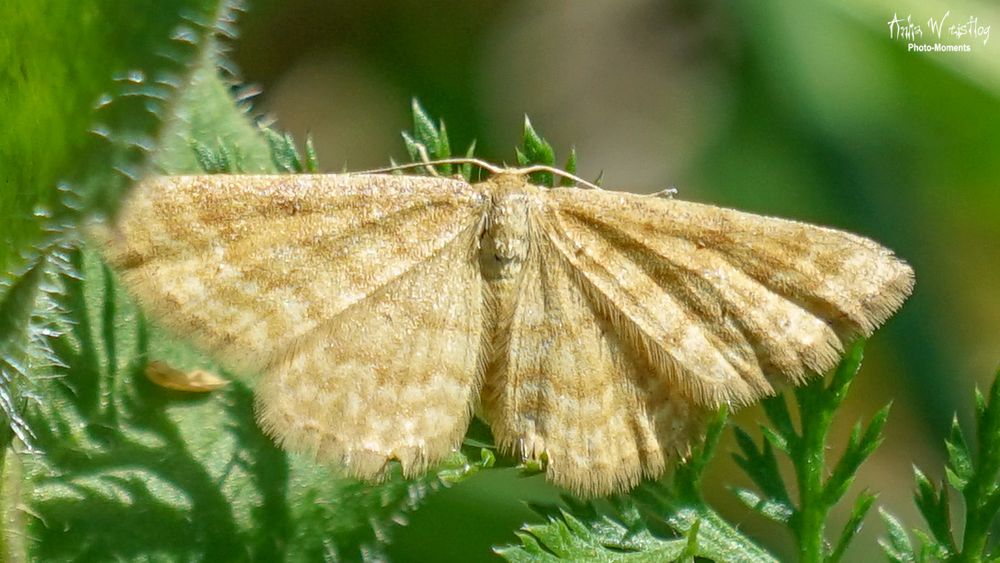 Blasser Zwergspanner -  Idaea pallidata (danke @alicefairy