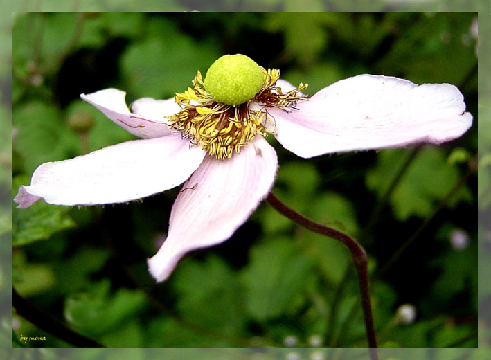 Blasses Blümchen