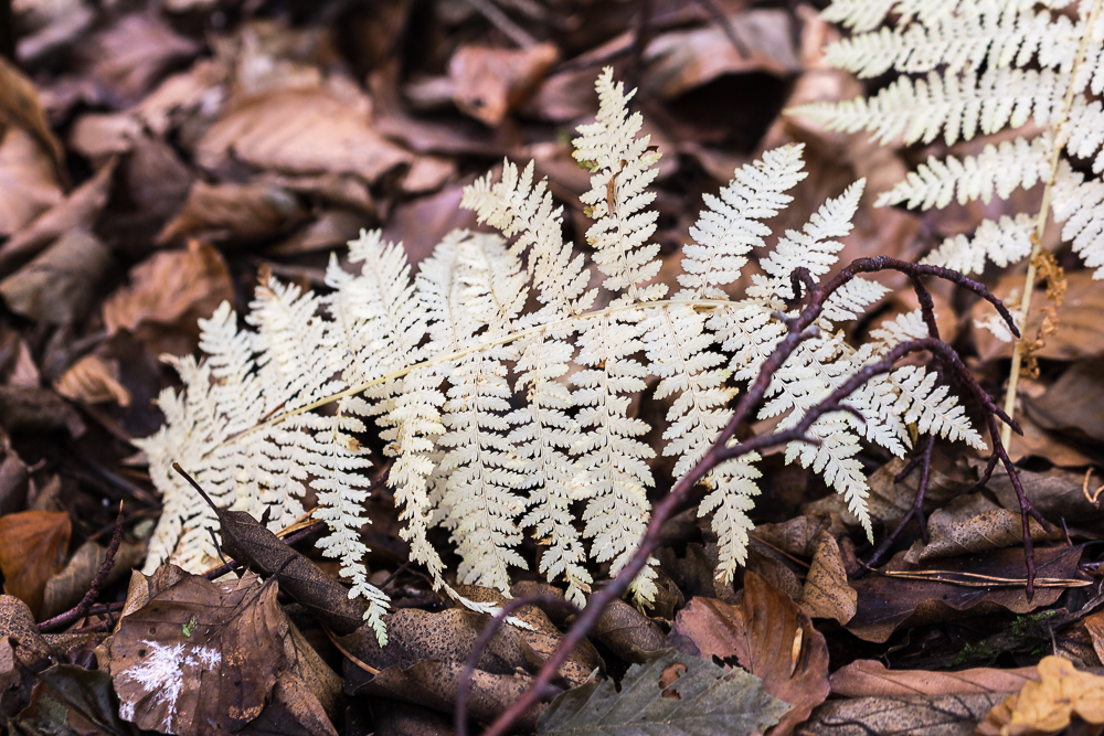 Blasses Farnblatt auf Waldboden