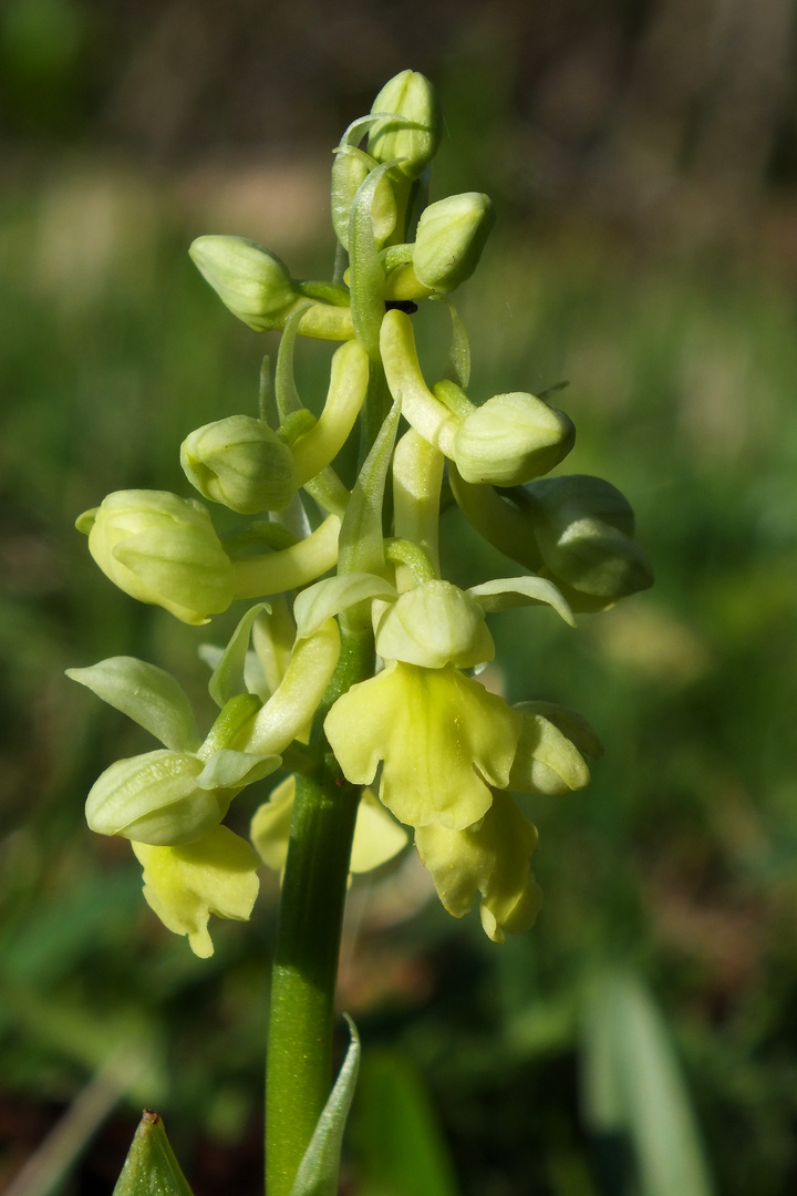 Blasses Knabenkraut