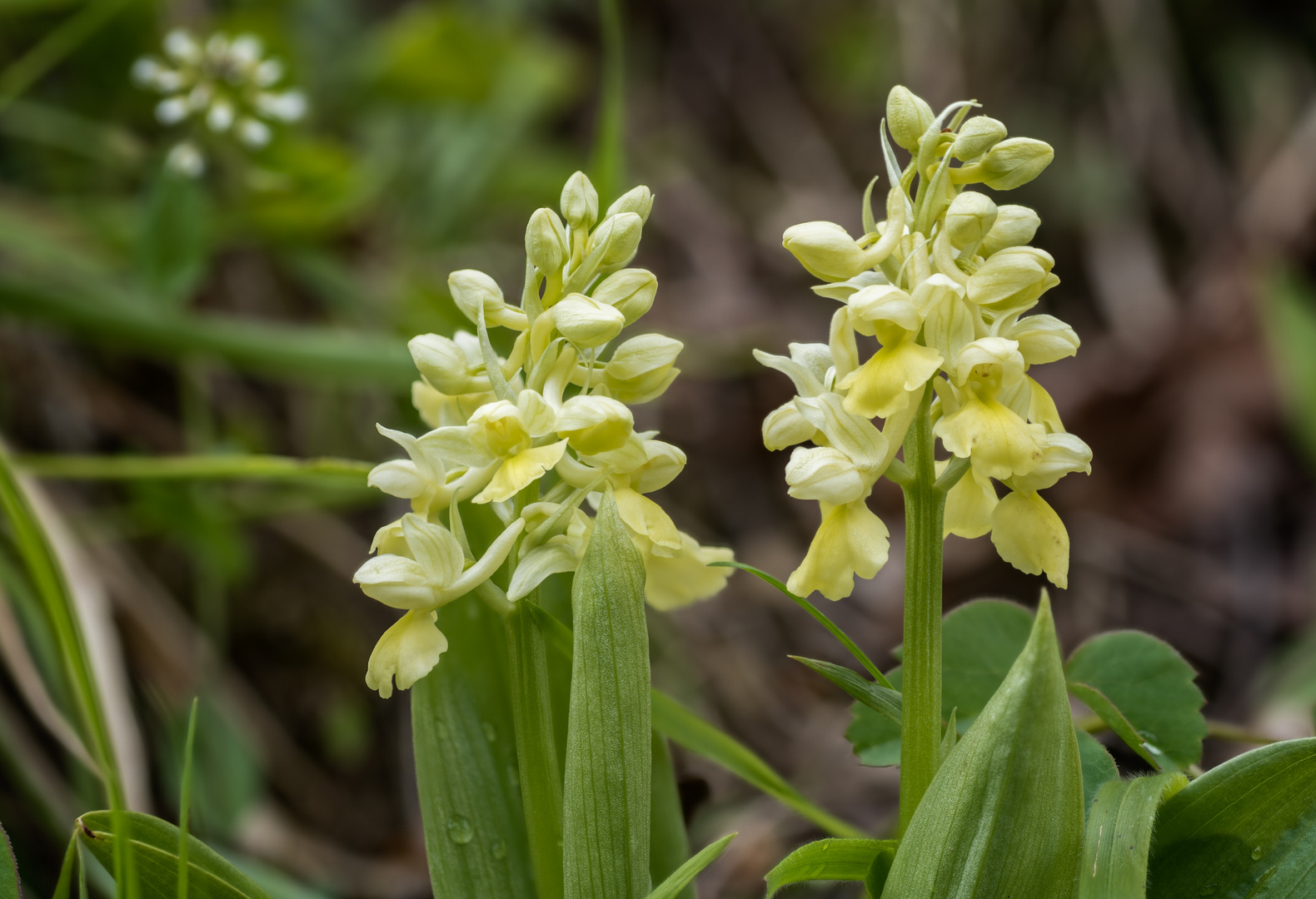 Blasses Knabenkraut