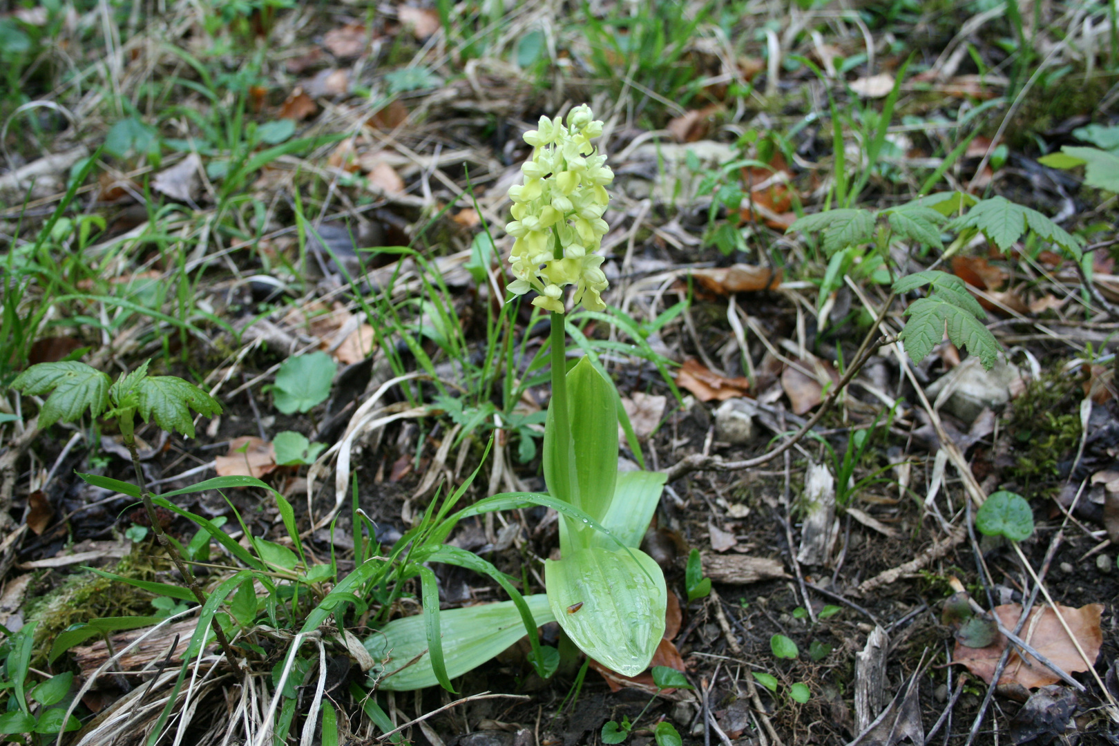 Blasses Knabenkraut