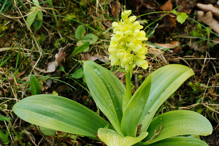 Blasses Knabenkraut 