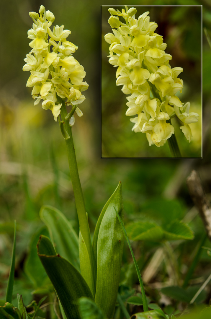 blasses Knabenkraut