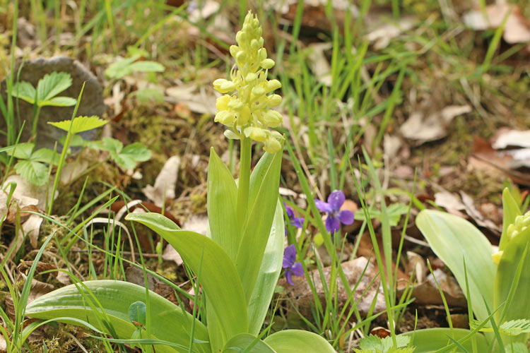 Blasses Knabenkraut 