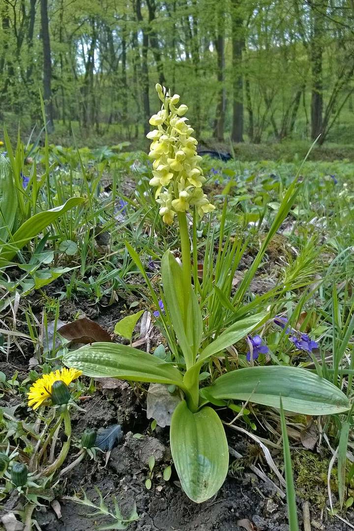 Blasses Knabenkraut