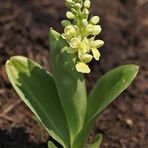 Blasses Knabenkraut (Orchis pallens)