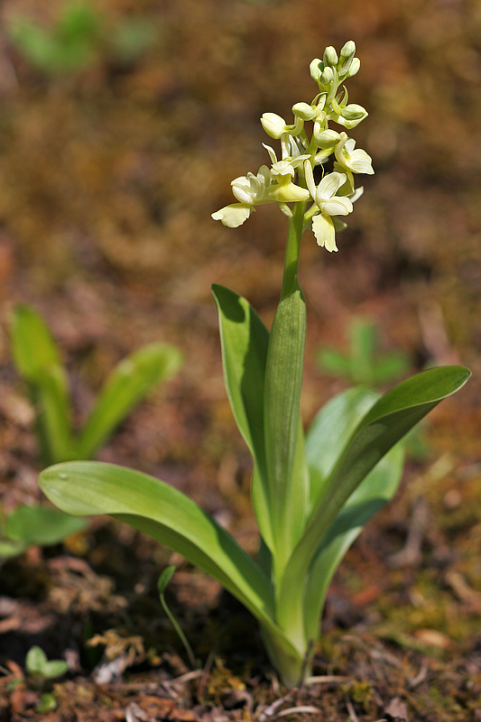 Blasses Knabenkraut (Orchis pallens) 2