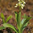 Blasses Knabenkraut (Orchis pallens) 2