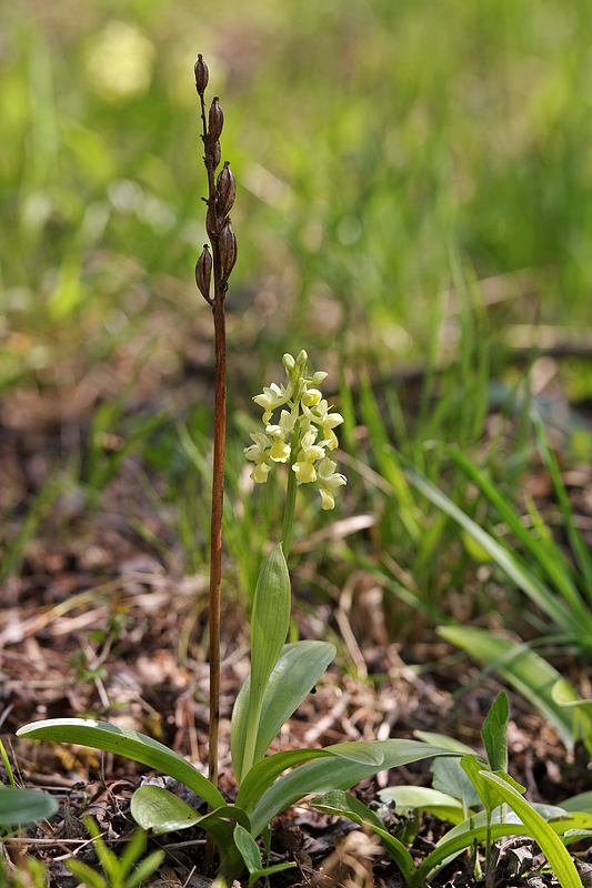 Blasses Knabenkraut (Orchis pallens) 3