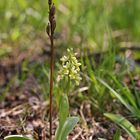 Blasses Knabenkraut (Orchis pallens) 3