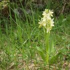 Blasses Knabenkraut (Orchis pallens)