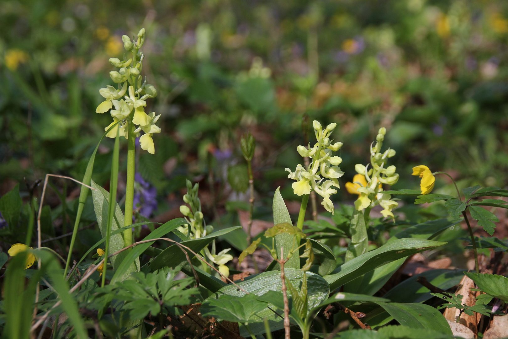 Blasses Knabenkraut (Orchis pallens)...