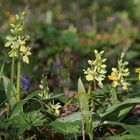 Blasses Knabenkraut (Orchis pallens)...