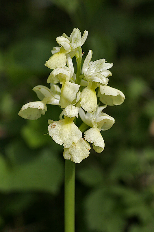 Blasses Knabenkraut (Orchis pallens L.)