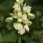 Blasses Knabenkraut (Orchis pallens L.)