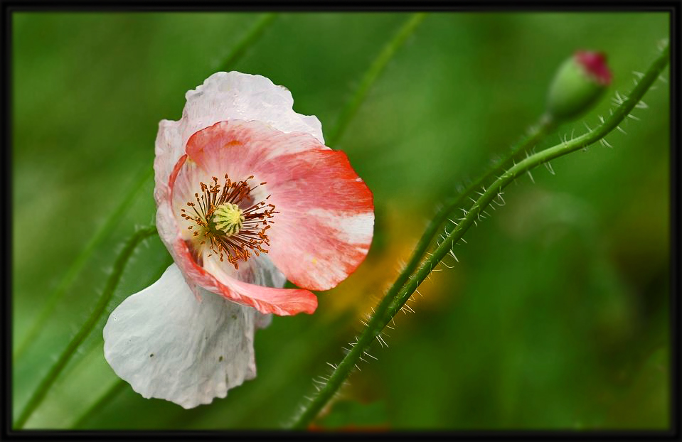 *** Blasses Mohn - Blümli