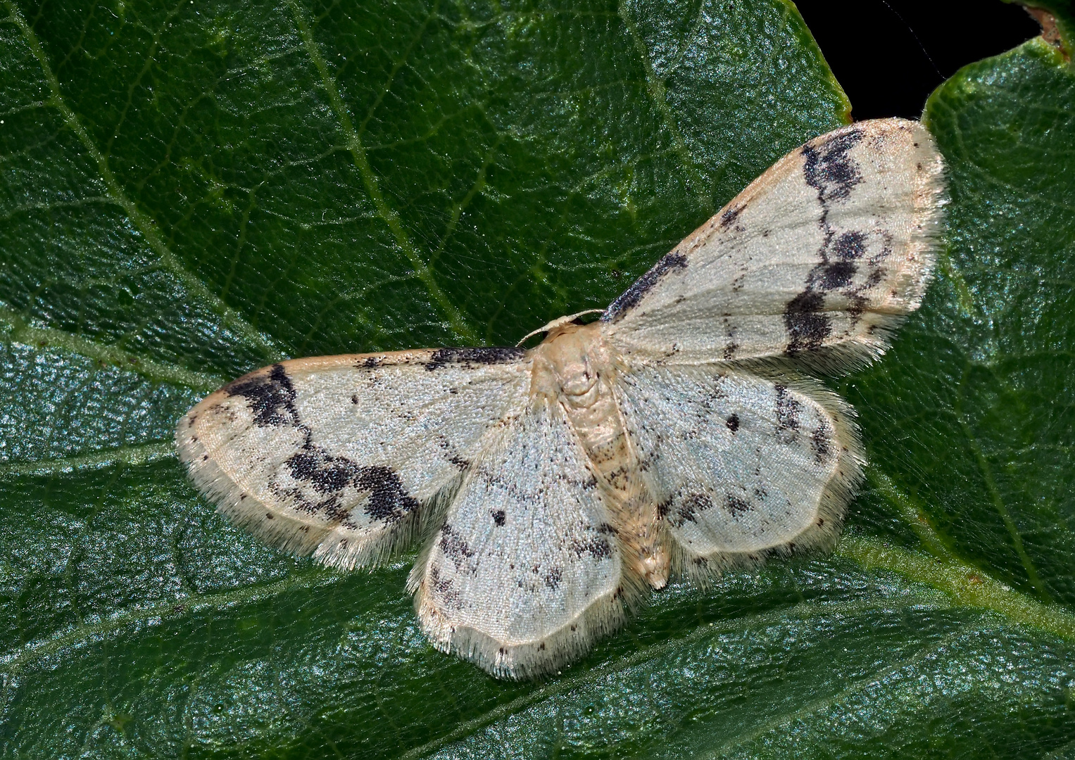 Blassgelber Vogelknöterich-Kleinspanner: Idaea trigeminata * -  L'Acidalie retournée!