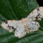 Blassgelber Vogelknöterich-Kleinspanner: Idaea trigeminata * -  L'Acidalie retournée!