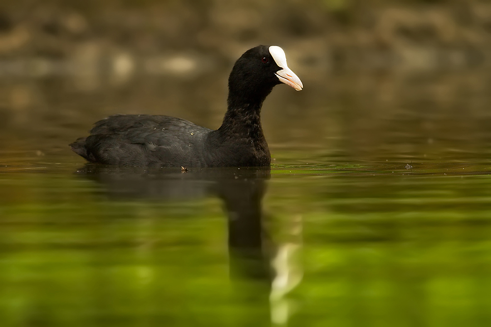 Blasshuhn Fulica Atra