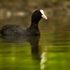 Blasshuhn Fulica Atra