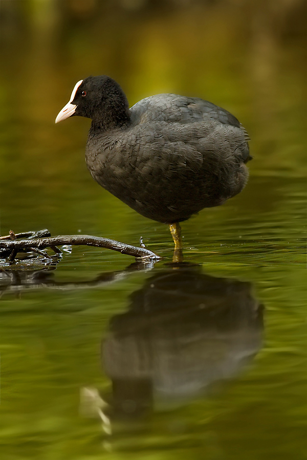 Blasshuhn spiegelbild