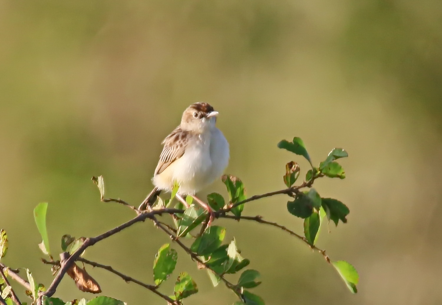 Blasskopf-Zistensänger, Cisticola brunnescens