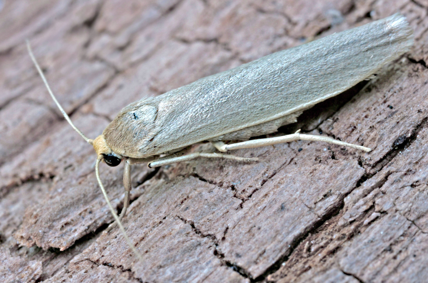 Blassstirniges Flechtenbärchen