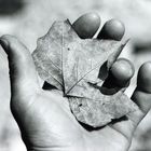 Blatt