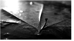 Blatt