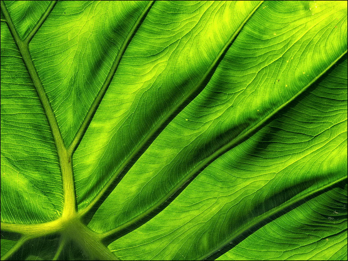 Blatt Foto & Bild grün, natur, pflanzen Bilder auf