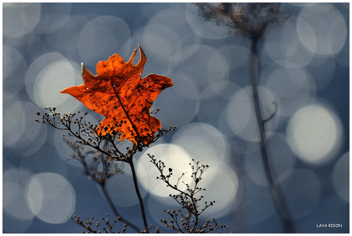 Blatt allein im Sonnenschein