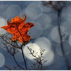 Blatt allein im Sonnenschein