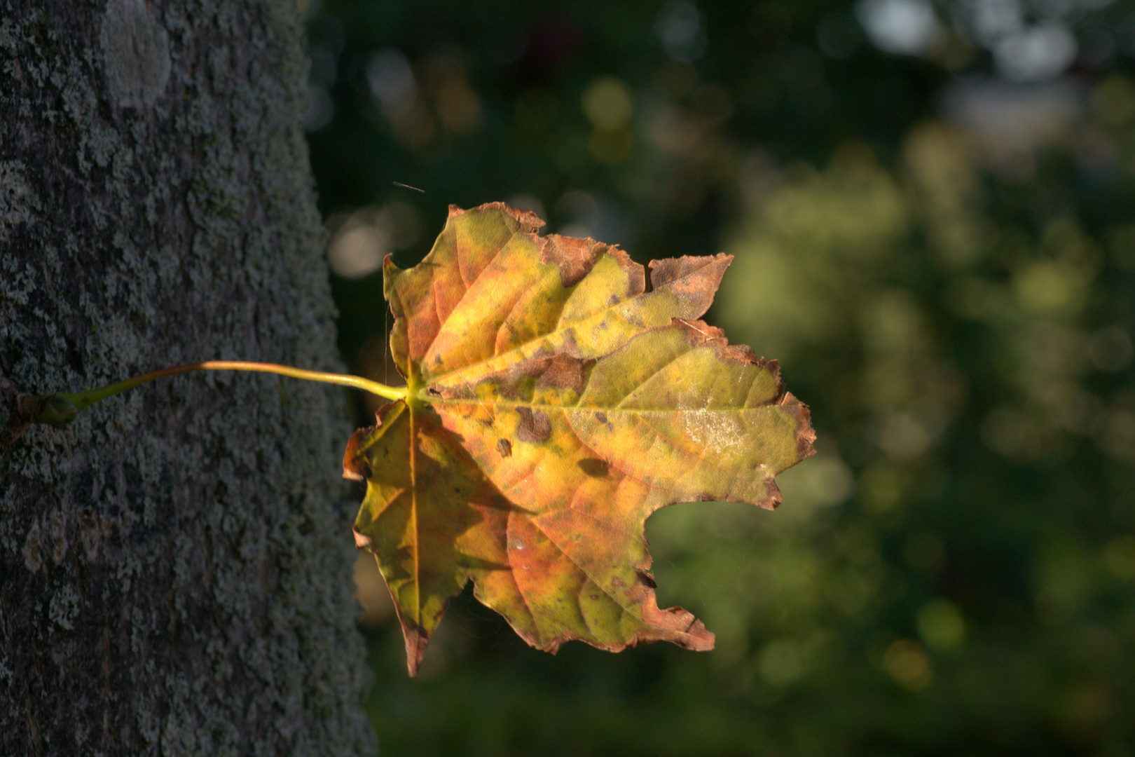 Blatt am Baum