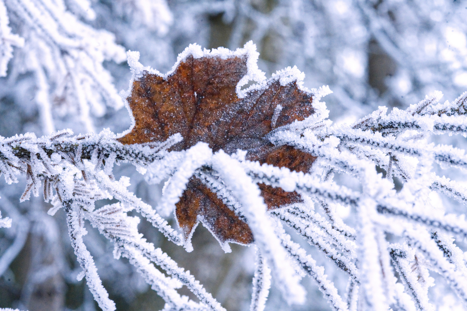 Blatt am Baum im Winter